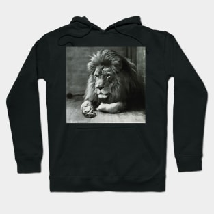 Animal lion sitting and outside in nature Hoodie